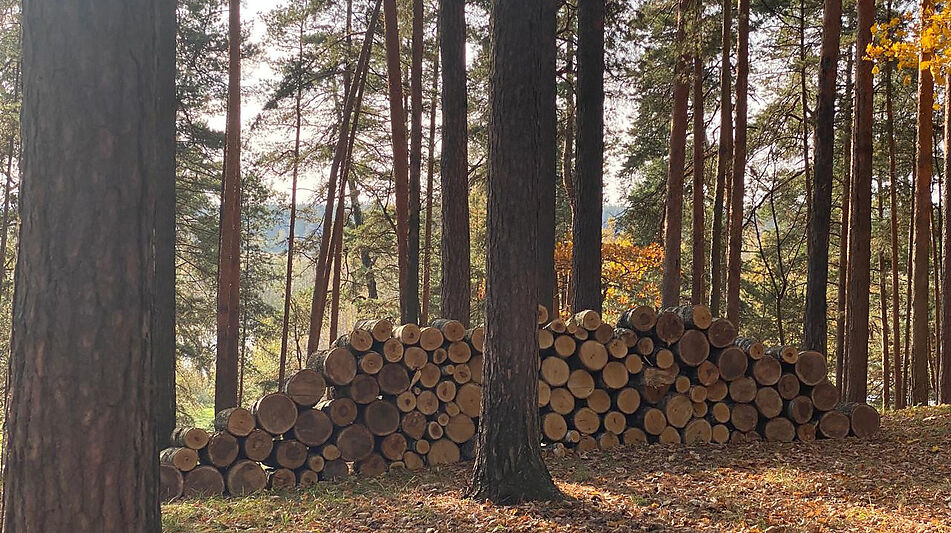 Видовой лесной участок.