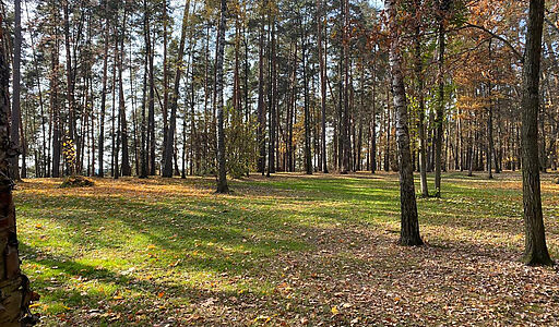 Видовой лесной участок.