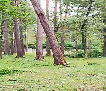 Лесной участок в ПСК Раздоры