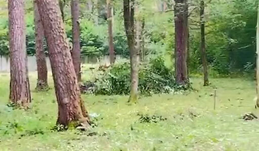 Лесной участок в ПСК Раздоры