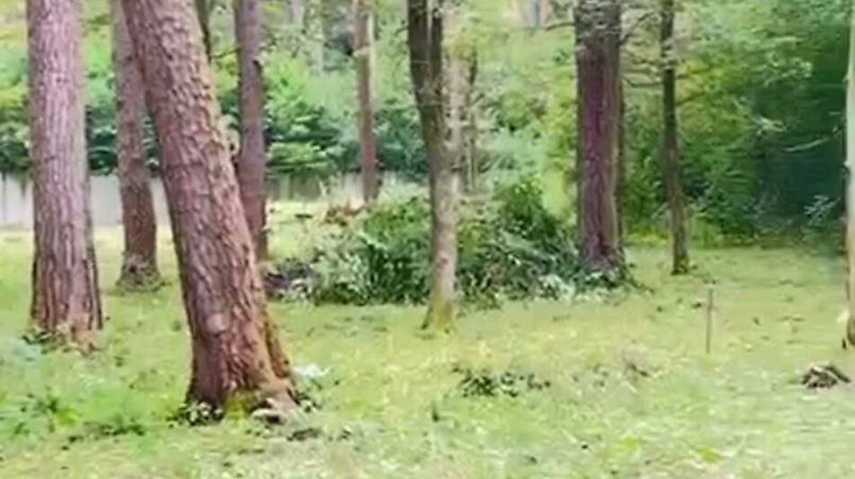 Лесной участок в ПСК Раздоры