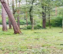 Лесной участок в ПСК Раздоры