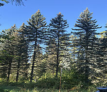 Лесной участок в Новогорске