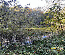 Лесной участок в Новогорске