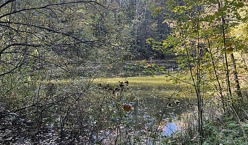 Лесной участок в Новогорске