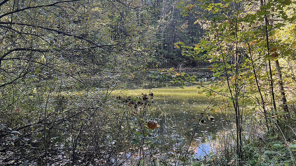 Лесной участок в Новогорске
