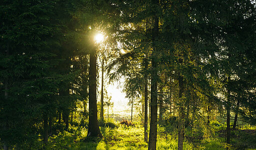 Лесной участок в КП Ели Эстейт