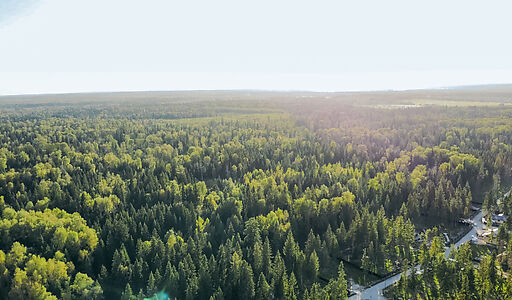 Лесной участок в КП Ели Эстейт