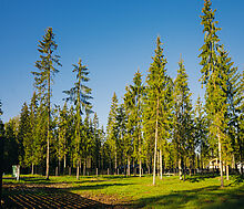 Лесной участок в КП Ели Эстейт