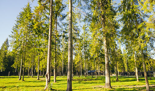 Лесной участок в КП Ели Эстейт