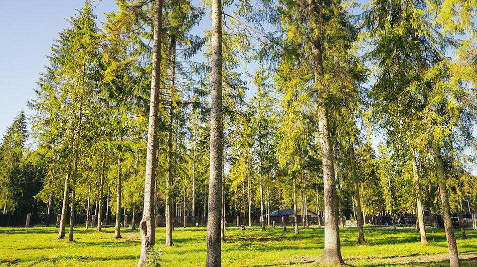 Лесной участок в КП Ели Эстейт