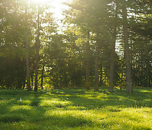 Лесной участок в КП Ели Эстейт