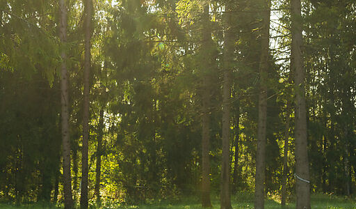 Лесной участок в КП Ели Эстейт