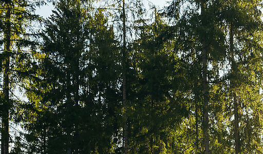 Лесной участок в КП Ели Эстейт