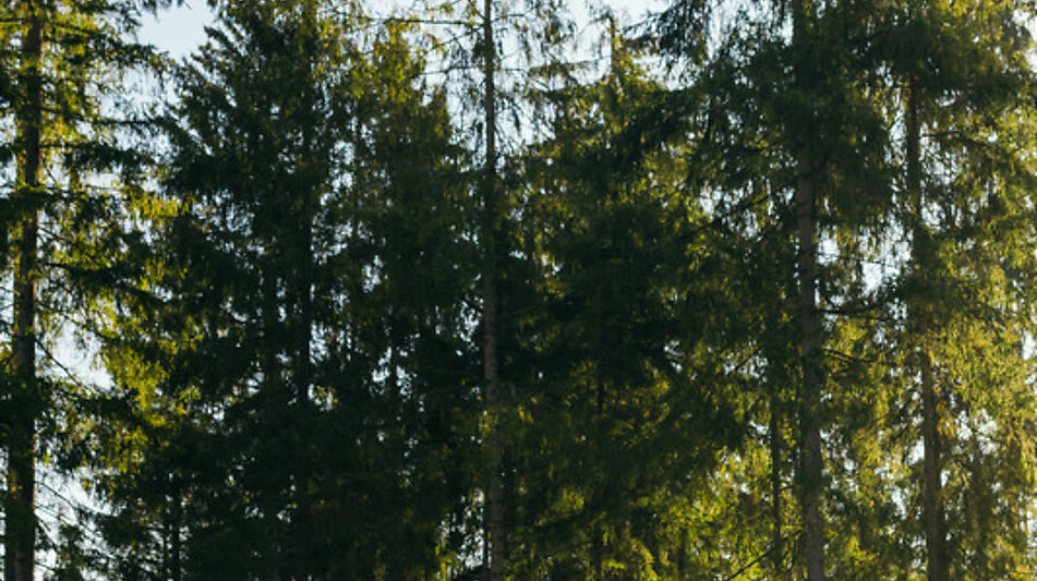 Лесной участок в КП Ели Эстейт