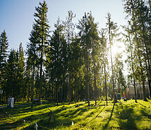 Лесной участок в КП Ели Эстейт