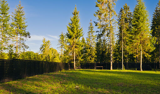 Лесной участок в КП Ели Эстейт