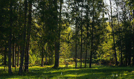 Лесной участок в КП Ели Эстейт