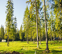 Лесной участок в КП Ели Эстейт