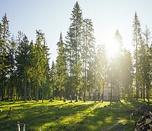 Лесной участок в КП Ели Эстейт