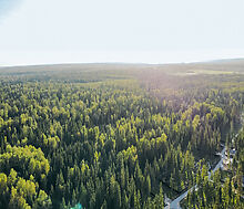 Лесной участок в КП Ели Эстейт