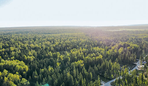 Лесной участок в КП Ели Эстейт