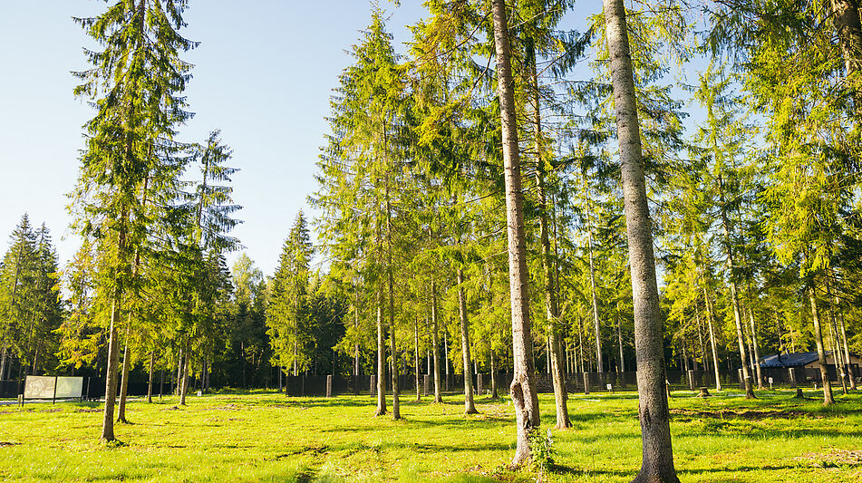 Лесной участок в КП Ели Эстейт