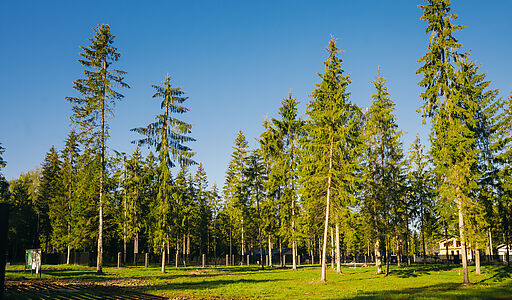 Лесной участок в КП Ели Эстейт