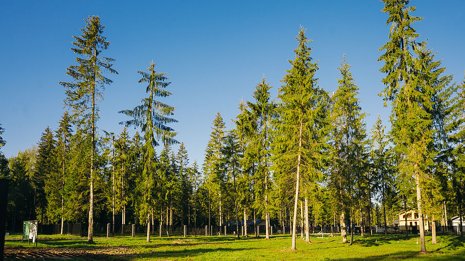 Лесной участок в КП Ели Эстейт