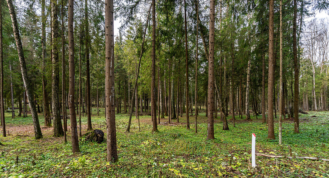 Среди своих