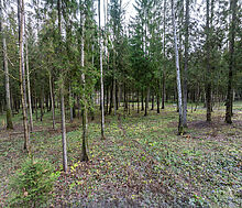 Участок в лесу КП Среди Своих