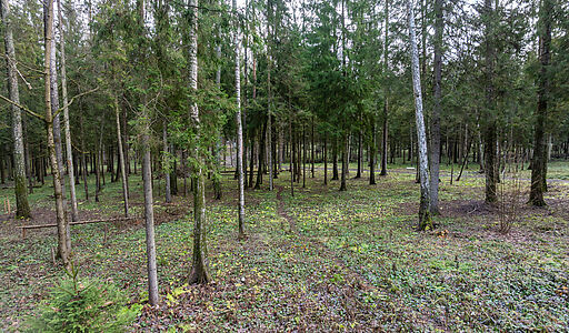 Участок в лесу КП Среди Своих