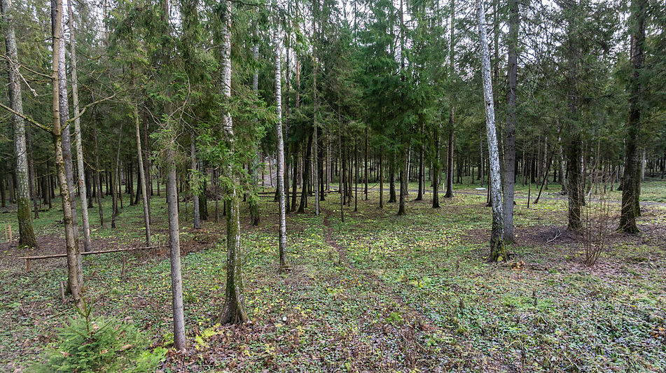 Участок в лесу КП Среди Своих