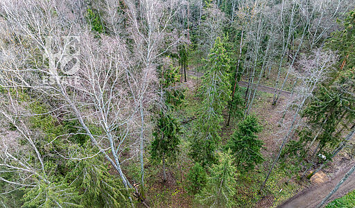 Участок в лесу КП Среди Своих