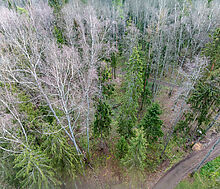 Участок в лесу КП Среди Своих