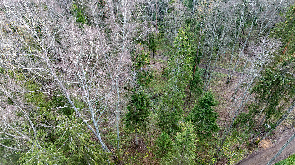 Участок в лесу КП Среди Своих