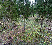 Участок в лесу КП Среди Своих