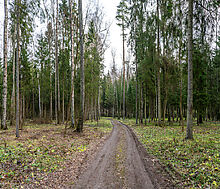 Участок в лесу КП Среди Своих