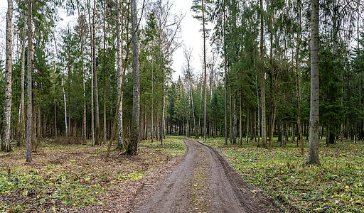 Участок в лесу КП Среди Своих