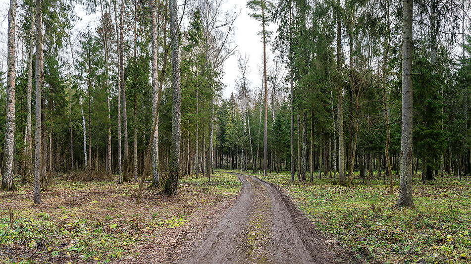 Участок в лесу КП Среди Своих