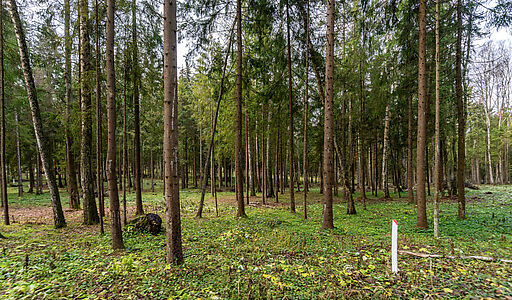 Участок в лесу КП Среди Своих