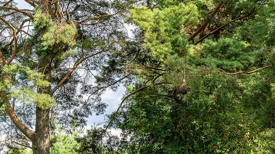 Участок в первой линии от воды