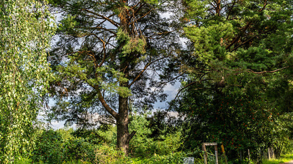 Участок в первой линии от воды