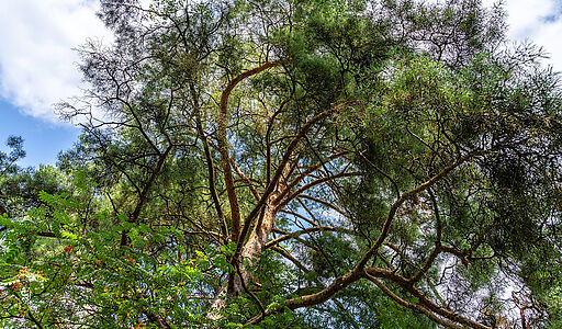 Участок в первой линии от воды