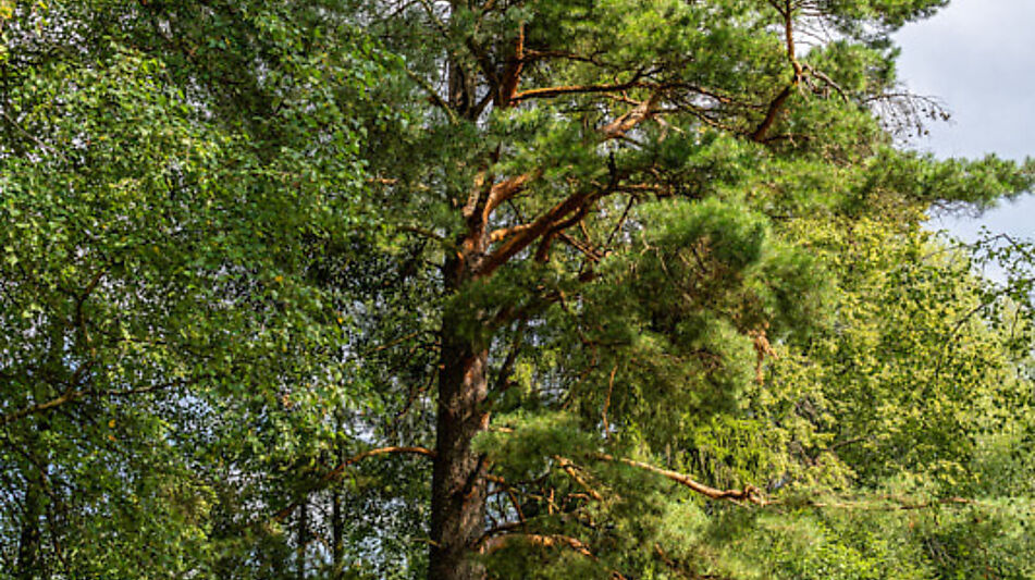 Участок в первой линии от воды