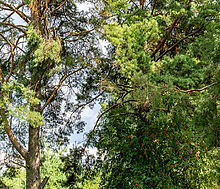 Участок в первой линии от воды