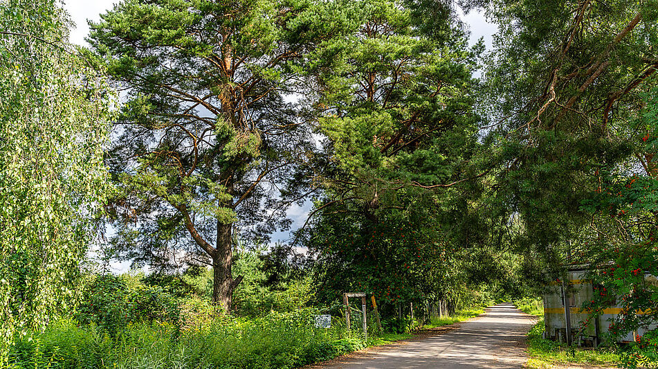 Участок в первой линии от воды