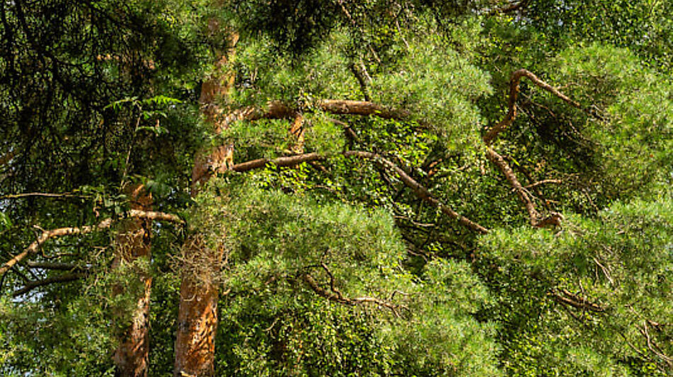 Участок в первой линии от воды