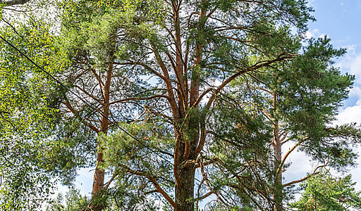 Участок в первой линии от воды