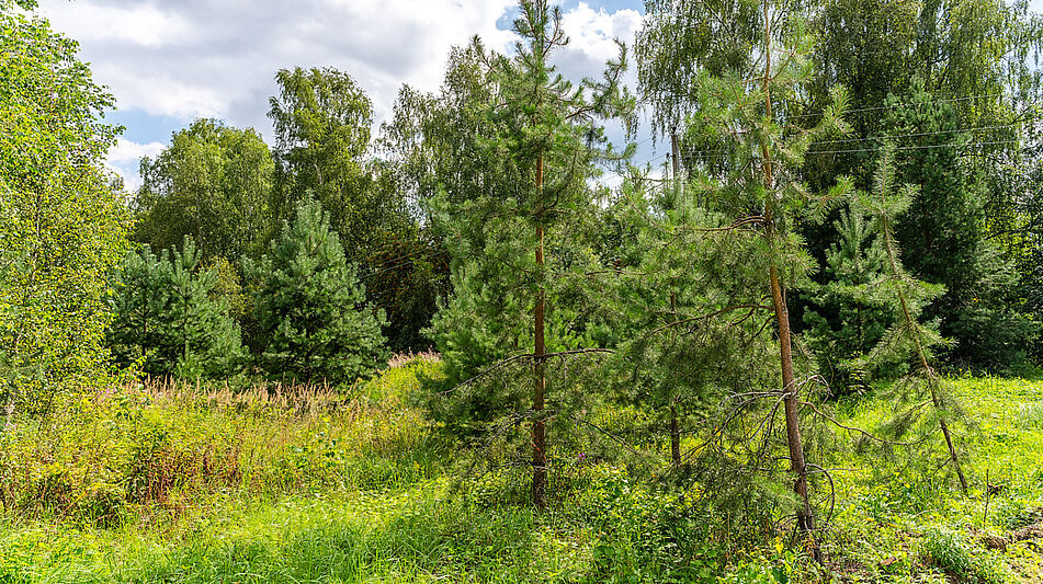 Участок в первой линии от воды